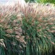 MISCANTHUS sinensis 'Krater'