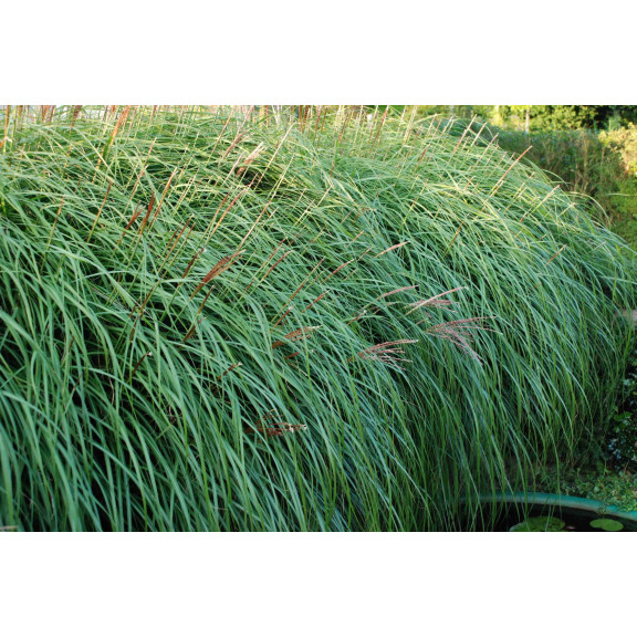 MISCANTHUS sinensis 'Krater'