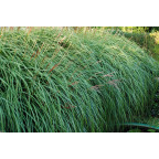 MISCANTHUS sinensis 'Krater'