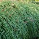 MISCANTHUS sinensis 'Krater'