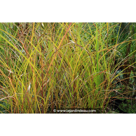 MISCANTHUS sinensis 'Graziella'