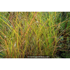 MISCANTHUS sinensis 'Graziella'
