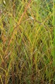 MISCANTHUS sinensis 'Graziella'