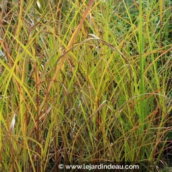 MISCANTHUS sinensis &#039;Graziella&#039;