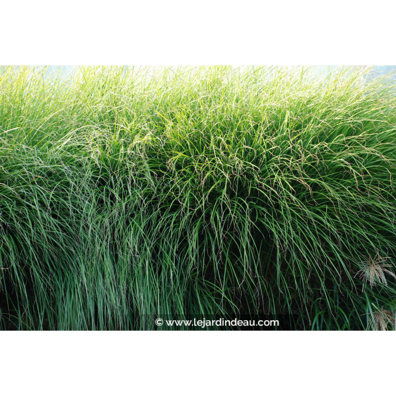 MISCANTHUS sinensis 'Gracillimus'