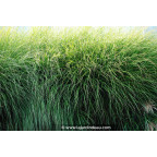 MISCANTHUS sinensis 'Gracillimus'