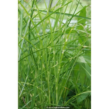 MISCANTHUS sinensis \'Etincelle\' - Roseau de Chine /  Eulalie /  Elephant Grass