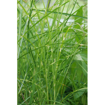 MISCANTHUS sinensis \'Etincelle\'