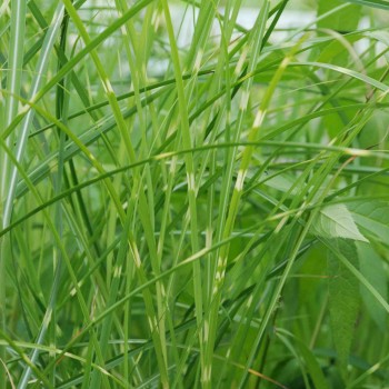 MISCANTHUS sinensis &#039;Etincelle&#039;