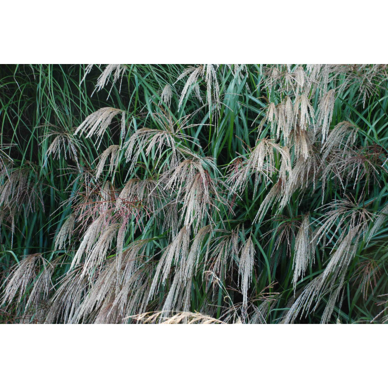 MISCANTHUS sinensis 'Kleine Font&auml;ne'