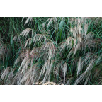 MISCANTHUS sinensis 'Kleine Font&auml;ne'