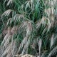 MISCANTHUS sinensis 'Kleine Fontäne'