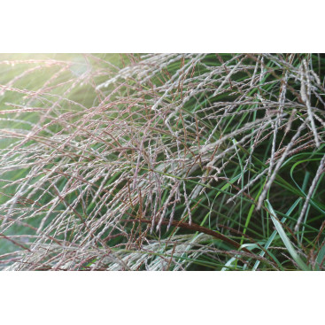 MISCANTHUS sinensis \'Emmanuel Lepage\'