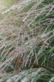 MISCANTHUS sinensis 'Emmanuel Lepage'