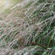 MISCANTHUS sinensis 'Kleine Fontäne'