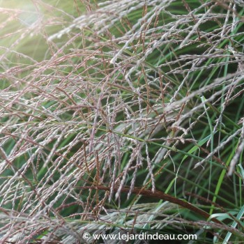 MISCANTHUS sinensis &#039;Kleine Fontäne&#039;