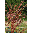 MISCANTHUS sinensis  'Malepartus'