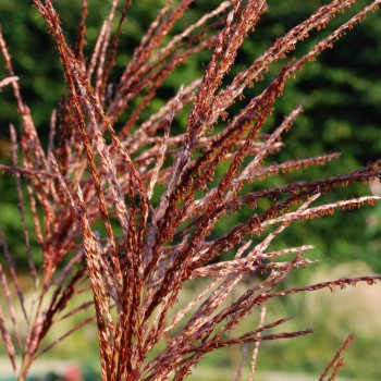 MISCANTHUS sinensis &#039;Malepartus&#039;