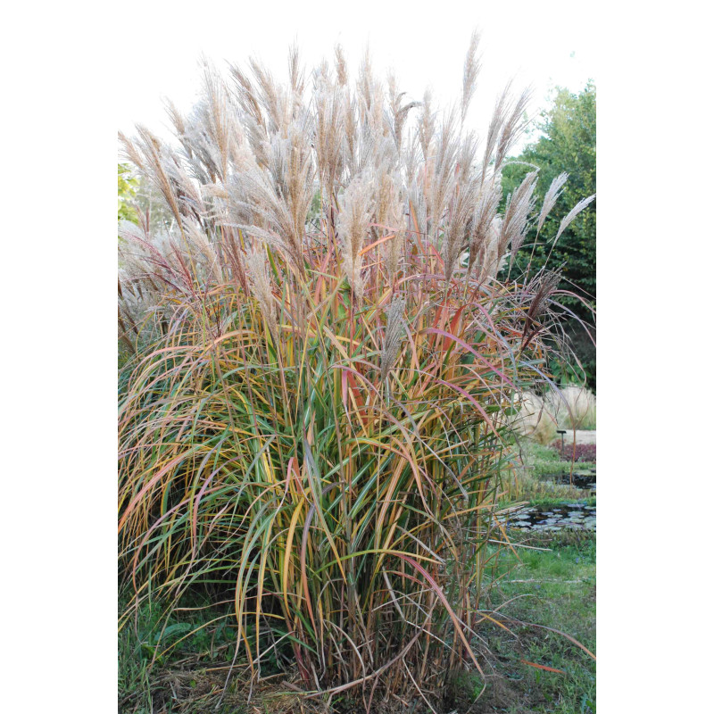 MISCANTHUS sinensis  'Malepartus'