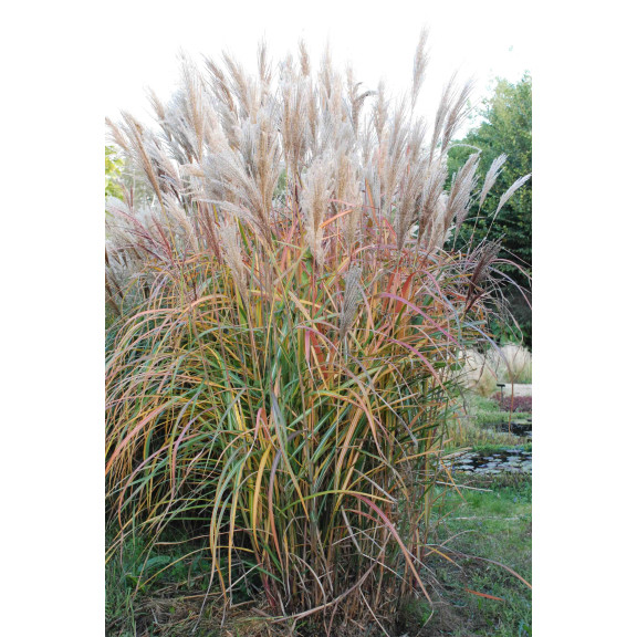 MISCANTHUS sinensis  'Malepartus'