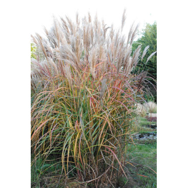 MISCANTHUS sinensis \'Malepartus\'