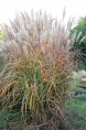 MISCANTHUS sinensis 'Malepartus'