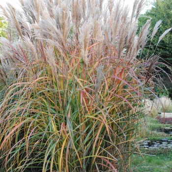 MISCANTHUS sinensis &#039;Malepartus&#039;