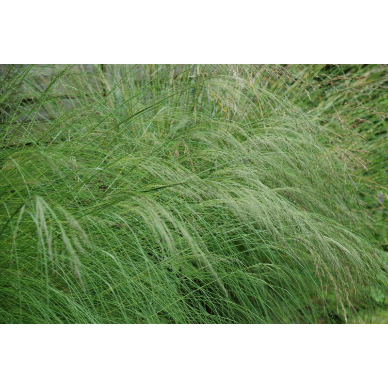 ERAGROSTIS curvula