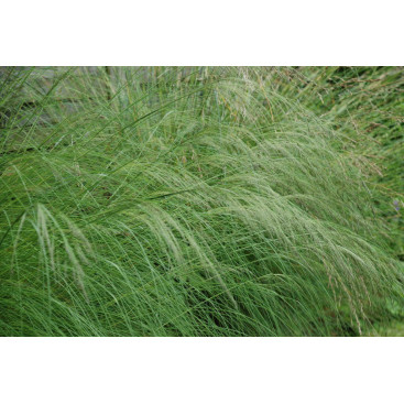 ERAGROSTIS curvula