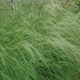 ERAGROSTIS curvula