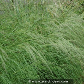 ERAGROSTIS curvula