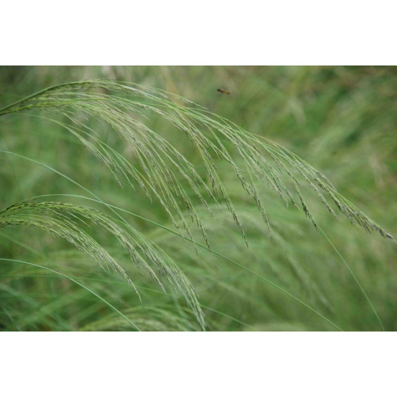 ERAGROSTIS curvula