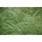ERAGROSTIS curvula