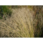 ERAGROSTIS curvula