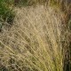 ERAGROSTIS curvula