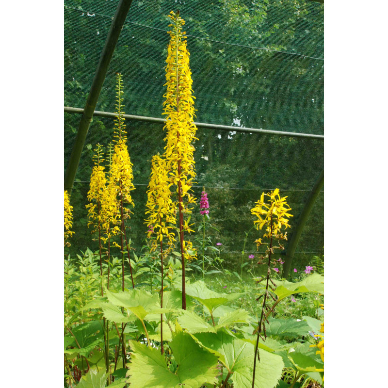 LIGULARIA wilsoniana LIGULARIA wilsoniana