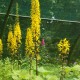 LIGULARIA wilsoniana