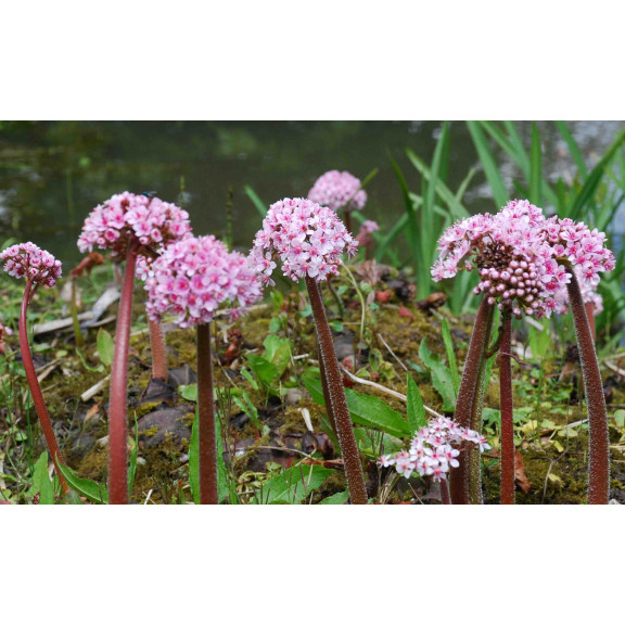 DARMERA peltata