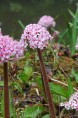 DARMERA peltata