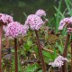 DARMERA peltata