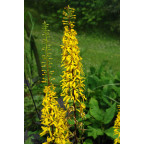 LIGULARIA wilsoniana LIGULARIA wilsoniana