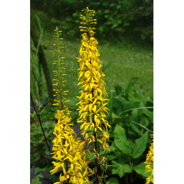 LIGULARIA wilsoniana