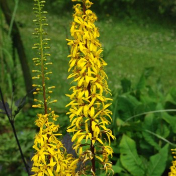 LIGULARIA wilsoniana