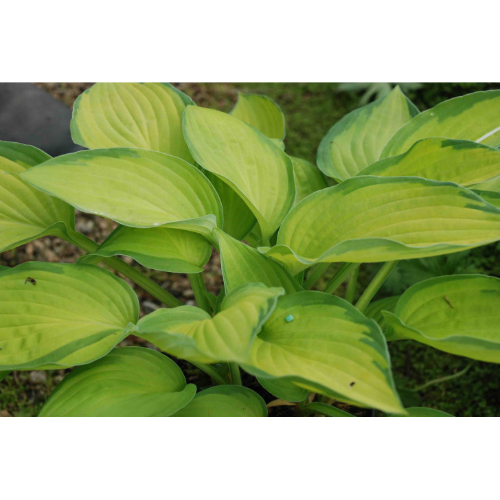 Hosta  'Gold Standard'