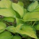 Hosta 'Gold Standard'