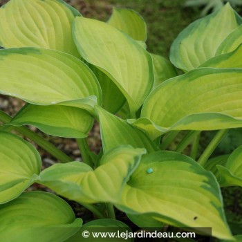 Hosta &#039;Gold Standard&#039;