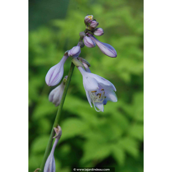 HOSTA 'Zounds'