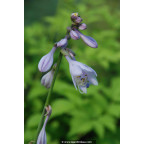 HOSTA 'Zounds'
