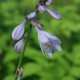 HOSTA 'Zounds'