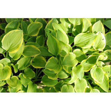 HOSTA \'Golden Tiara\'